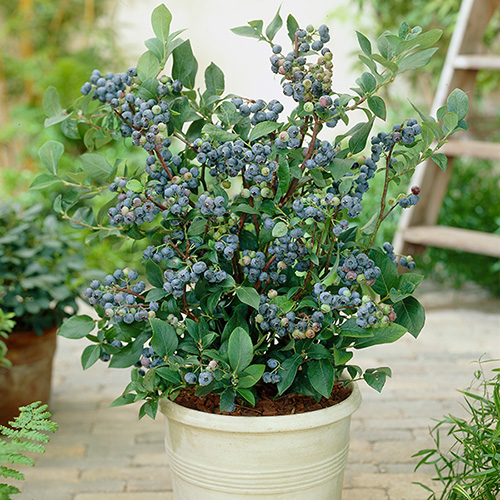 Blueberry Collection with Decorative Pots