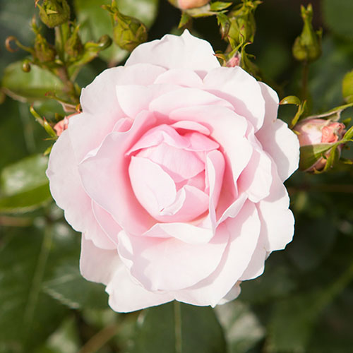 Blush White Old English Shrub Rose