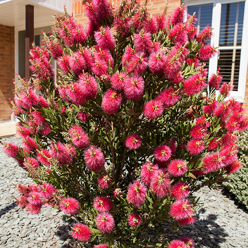 Bottlebrush Plant Callistemon citrinus