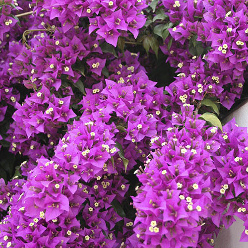 Bougainvillea Purple Pillar