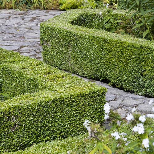 Box hedging plant - Buxus sempervirens