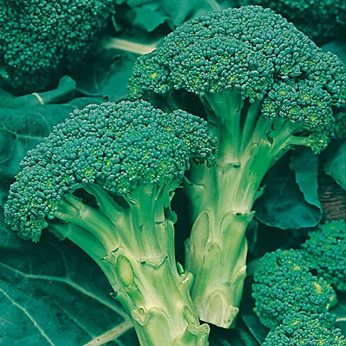 Broccoli (Autumn) Green Calabrese Seeds