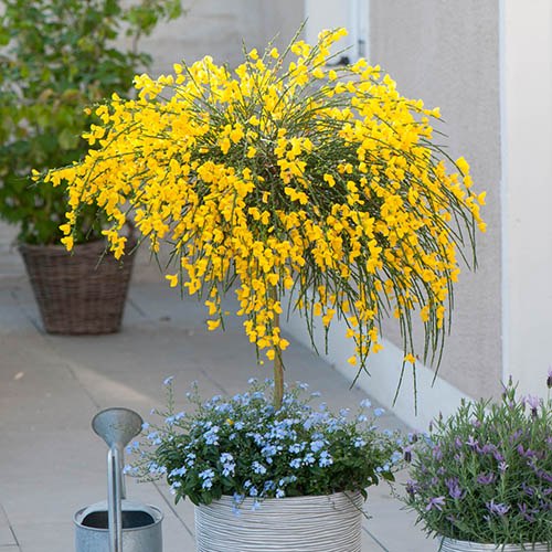 Broom Cytisus Golden Tears Standard