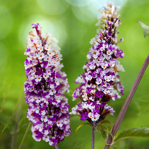 Buddleia Berries and Cream