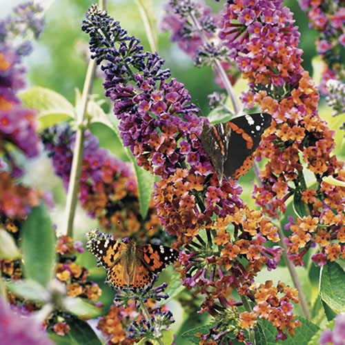 Buddleia Flower Power