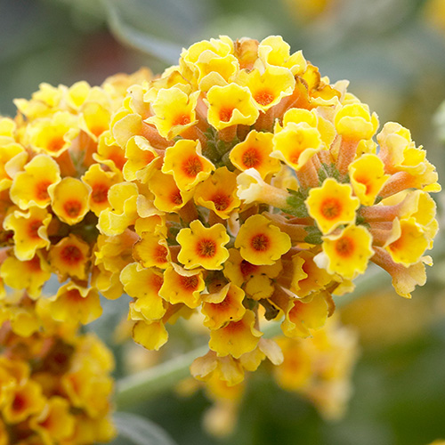 Buddleia Sungold 9cm pot x3