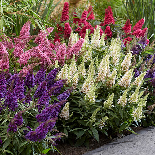 Buddleia davidii Butterfly Candy Collection 9cm x3