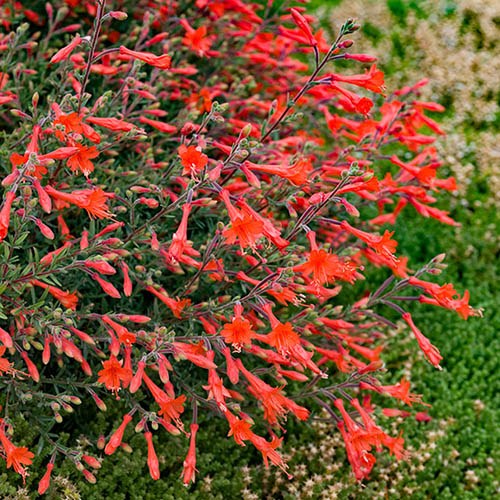 Californian Fuchsia Zauschneria californica Glasnevin