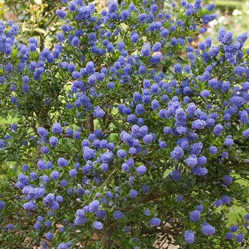 Californian Lilac Ceanothus thyrsiflorus var. repens