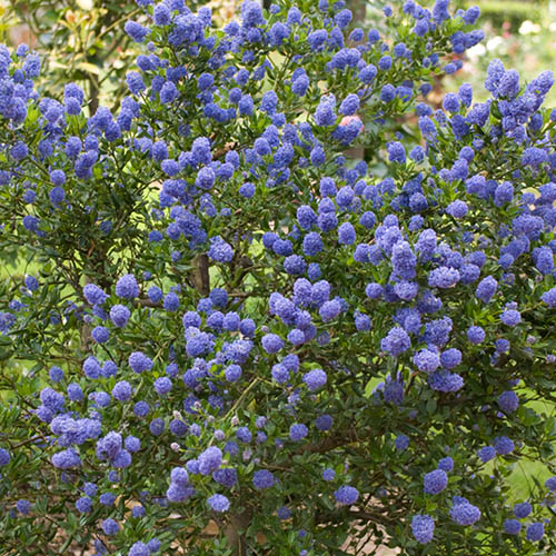 Californian Lilac