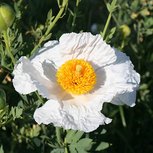 Californian Poppy Tree Romneya coulteri