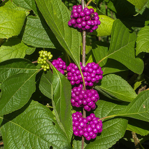 Callicarpa Profusion Beauty Berry