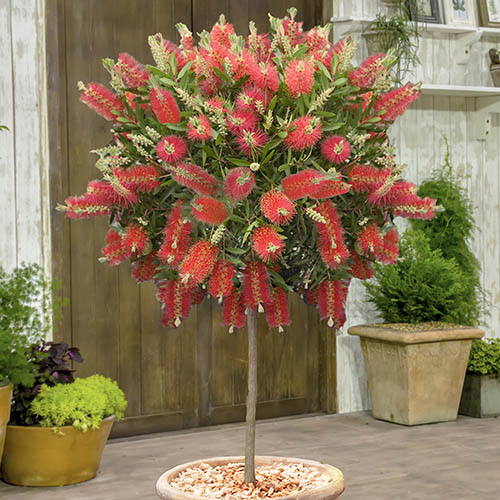 Callistemon Bottlebrush