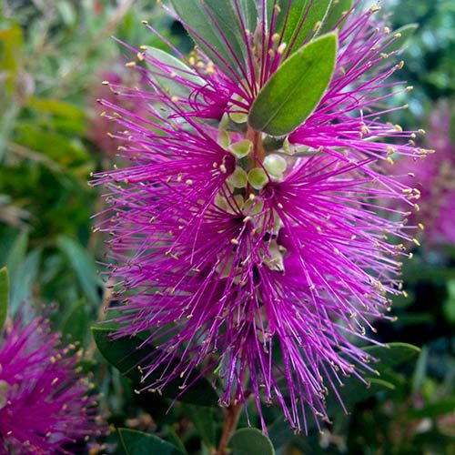 Callistemon viminalis Hot Pink