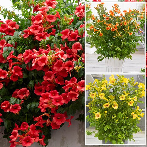 Campsis Trumpet Vine Collection