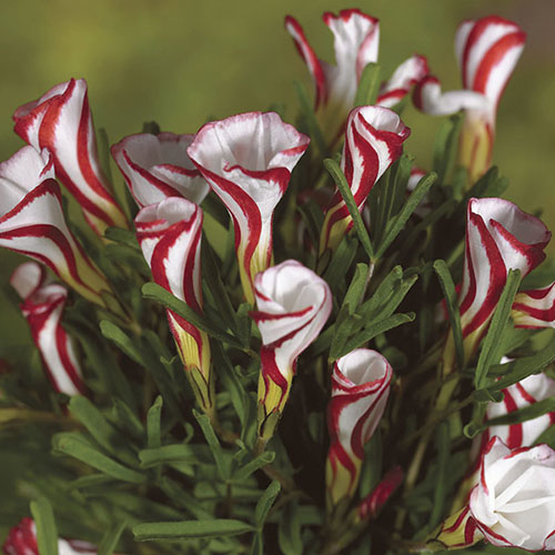 Candy Cane Sorrel (Oxalis versicolour)