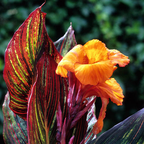 Canna Tropicanna 9cm x 3