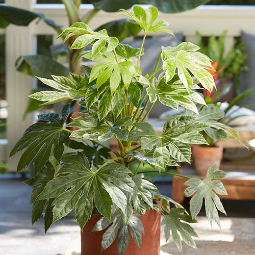 Caster Oil Plant Fatsia japonica Spiders Web