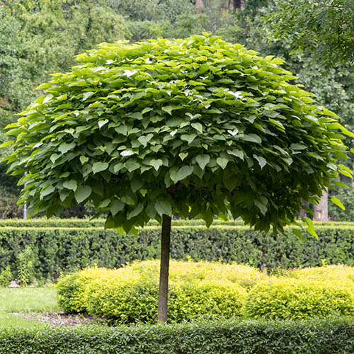 Catalpa bignonioides