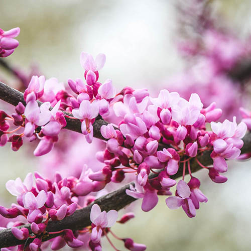 Cercis canadensis 9cm x 3