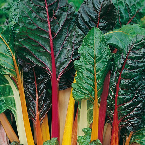 Chard Bright Lights Seeds