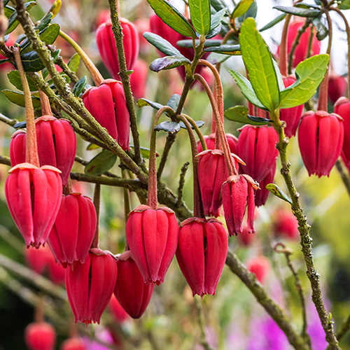 Chilean Lantern Tree (Crinodendron hookerianum)