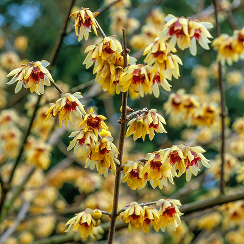 Chimonanthus praecox - Wintersweet