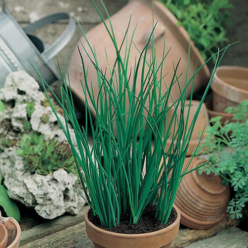 Chive Seeds