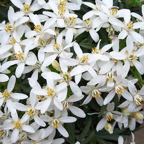 Choisya dewitteana White Dazzler