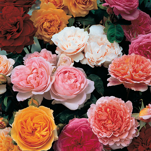 Classic Old English Shrub Rose Collection