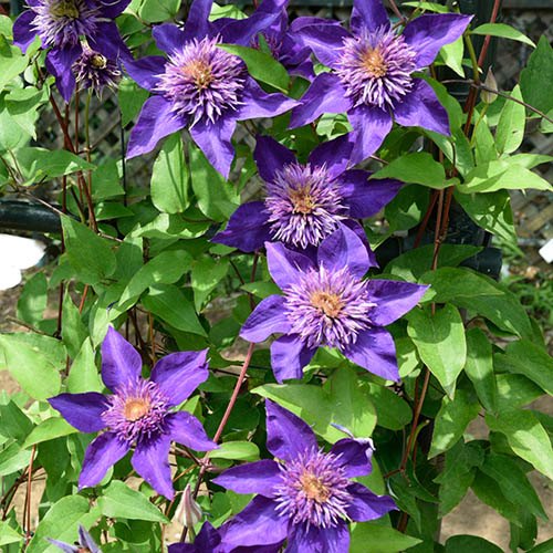 Clematis H.F. Young