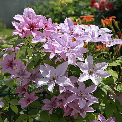 Clematis Hagley Hybrid