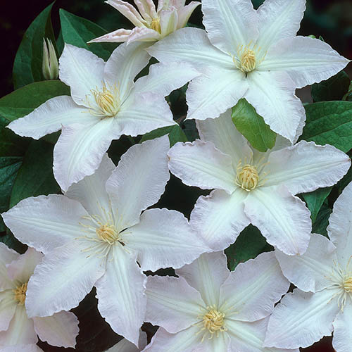 Clematis Hybrid Gladys Picard