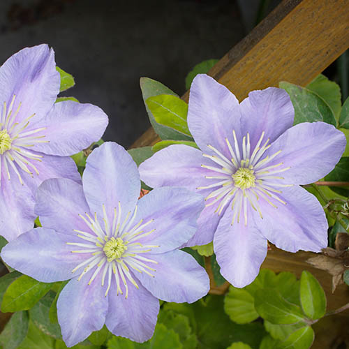 Clematis Hybrid Justa