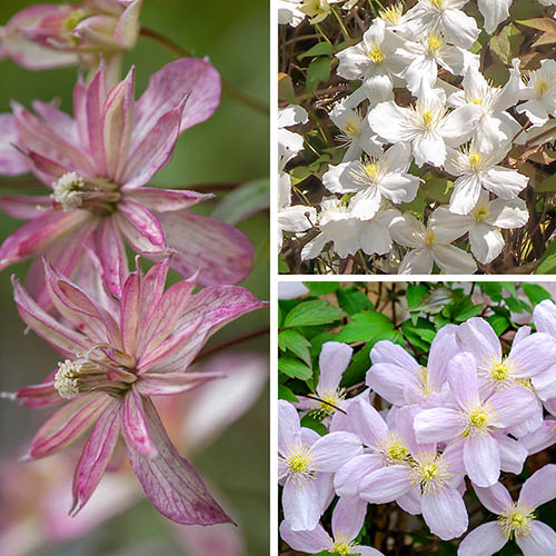 Clematis Montana Collection 9cm x 3