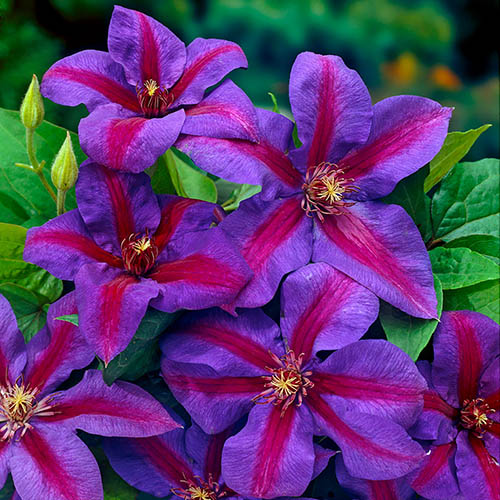 Clematis Mrs Thompson