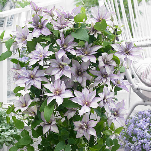 Clematis Patio Samaritan Jo Bouleva 10.5cm x3