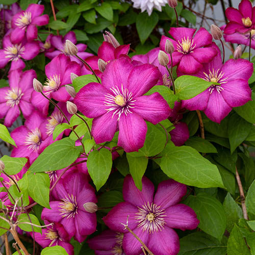 Clematis Rahvarinne