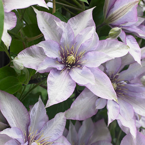 Clematis Samaritan Jo