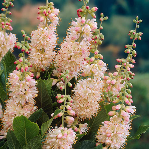 Clethra Pink Spire (Summersweet)