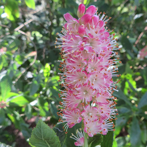 Clethra Ruby Spice