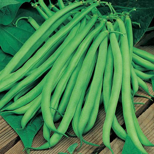 Climbing Bean Blue Lake Seeds