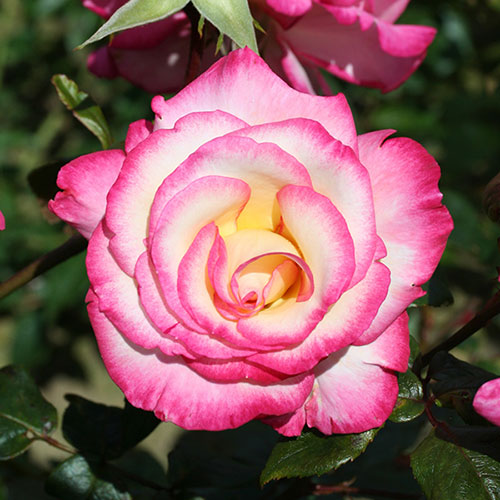 Climbing Rose Handel