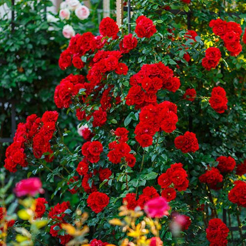 Climbing Rose The Princes Trust