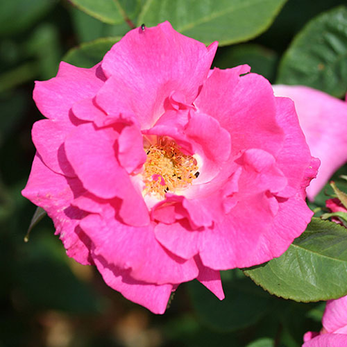 Climbing Rose Zephirine Drouhin