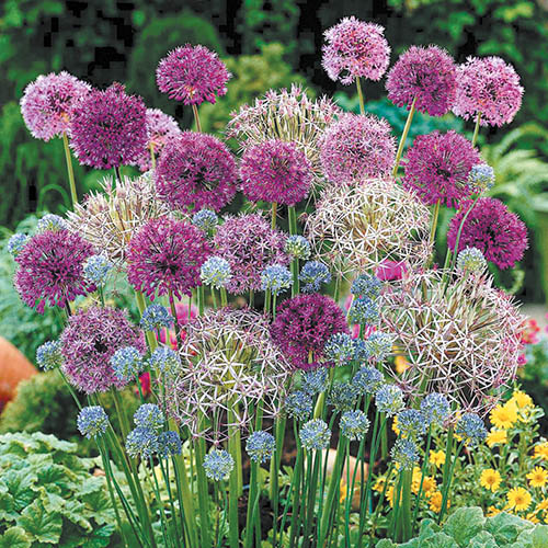 Complete Allium Collection