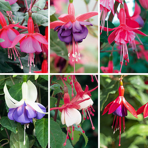 Complete Hardy Fuchsia Collection