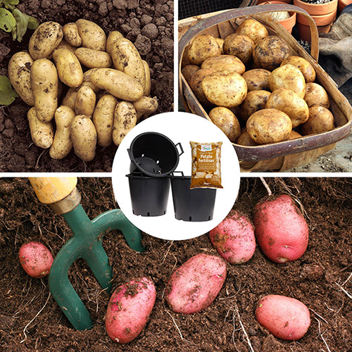 Complete Patio Potato Growing Kit