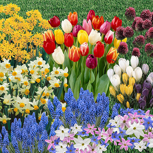 Complete Spring Flowering Bulb Collection