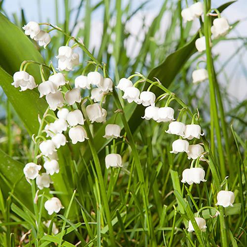 Convallaria Lily of the Valley